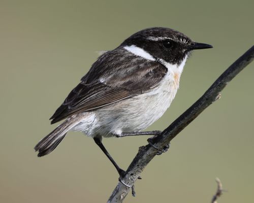 Bramborn&iacute;�ek kan&aacute;rsk&yacute; (Saxicolla dacotiae)