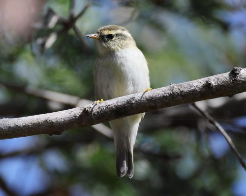 Budn&iacute;�ek pruhohlav&yacute; (Phylloscopus inornatus)