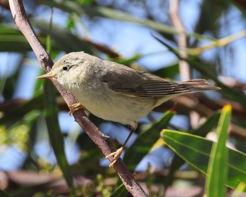 Budn&iacute;�ek v�t&scaron;&iacute; (Phylloscopus trochilus)