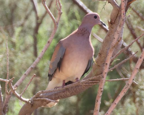 Hrdli�ka senegalsk&aacute; (Spilopelia senegalensis)