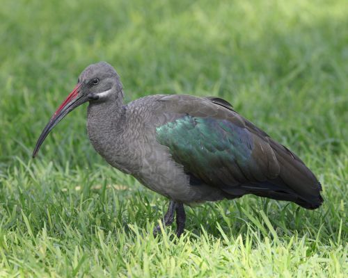 Ibis hageda&scaron; (Bostrychia hagedash)