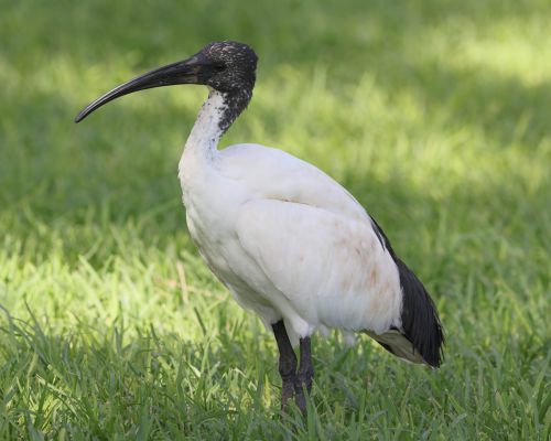 Ibis posv&aacute;tn&yacute; (Threskiornis aethiopicus)
