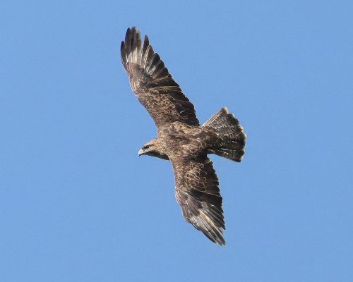 K&aacute;n� lesn&iacute; (Buteo buteo)