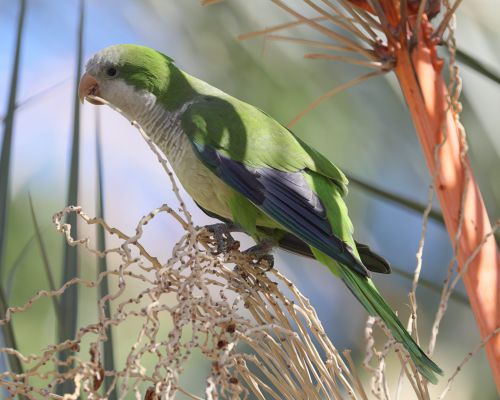 Mn&iacute;&scaron;ek &scaron;ed&yacute; (Myiopsitta monachus)