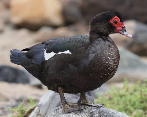 Pi�movka americk&aacute; (Cairina moschata)