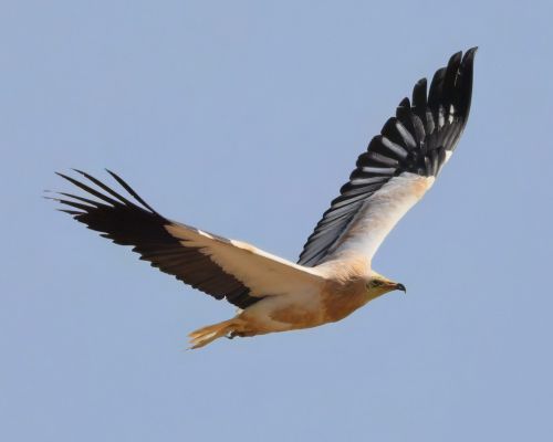 Sup mrcho�rav&yacute; (Neophron percnopterus)