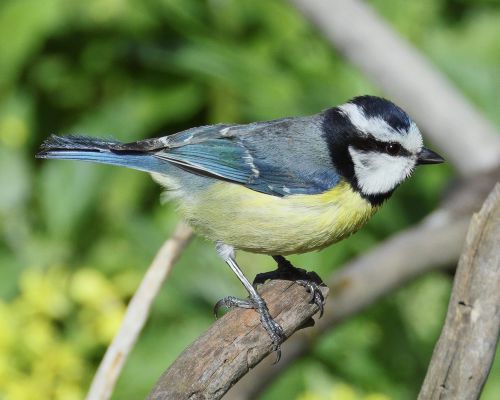 S&yacute;kora modr&aacute; (Cyanistes teneriffae)