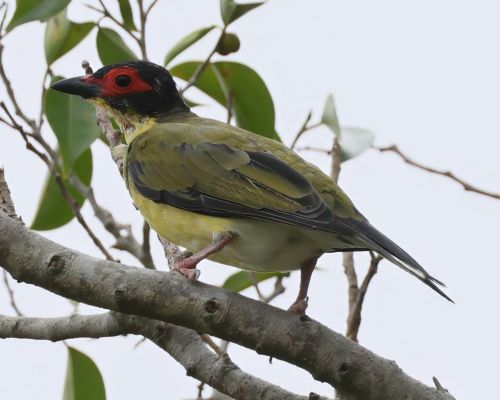 F&iacute;kovec australasijsk&yacute; (Sphecotheres vieilloti)