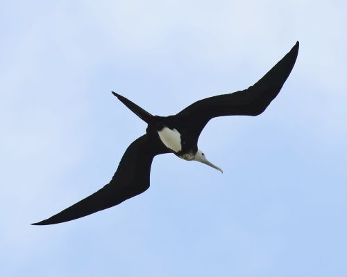 Fregatka obecn&aacute; (Fregata minor)