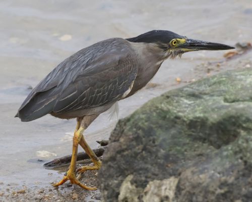 Volavka mal&aacute; (Butorides atricapilla)
